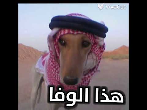 هذا الكفو هذ النعم