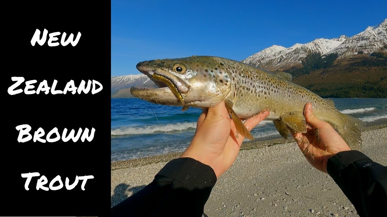 New Zealand Brown Trout  Lake Wakatipu in the Heart of Winter