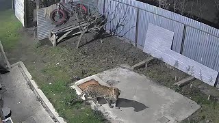 Baramulla: Leopard Roaming Around Residential Area Caught on CCTV