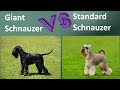 Giant Schnauzer VS Standard Schnauzer - Breed Comparison の動画、YouTube動画。