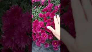 видео: Какие кустарники смотрятся красиво осенью? Распродажа,, потеряшек,, 89527828234 Вотсап картинка: Какие кустарники смотрятся красиво осенью? Распродажа,, потеряшек,, 89527828234 Вотсап