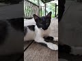 Cute cat #cat #cute #kitten #cutecat #catshorts