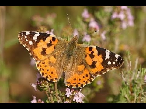 The Painted Lady (Vanessa cardui)