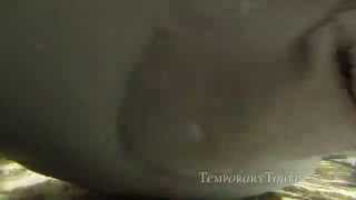 Feeding Stingrays Underwater at Stingray Lagoon in SeaWorld Orlando