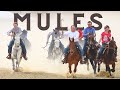 Why people love mules from the mountains to the racetrack mules can do it all