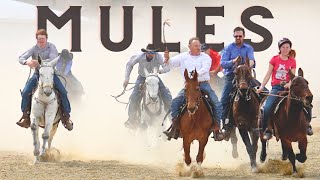 Why People LOVE Mules: From The Mountains To The Racetrack, MULES Can Do It ALL!
