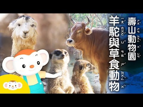 【樂樂帶你探險去】壽山動物園，認識草食動物，霸氣羊駝大人帶你探險｜小行星樂樂TV