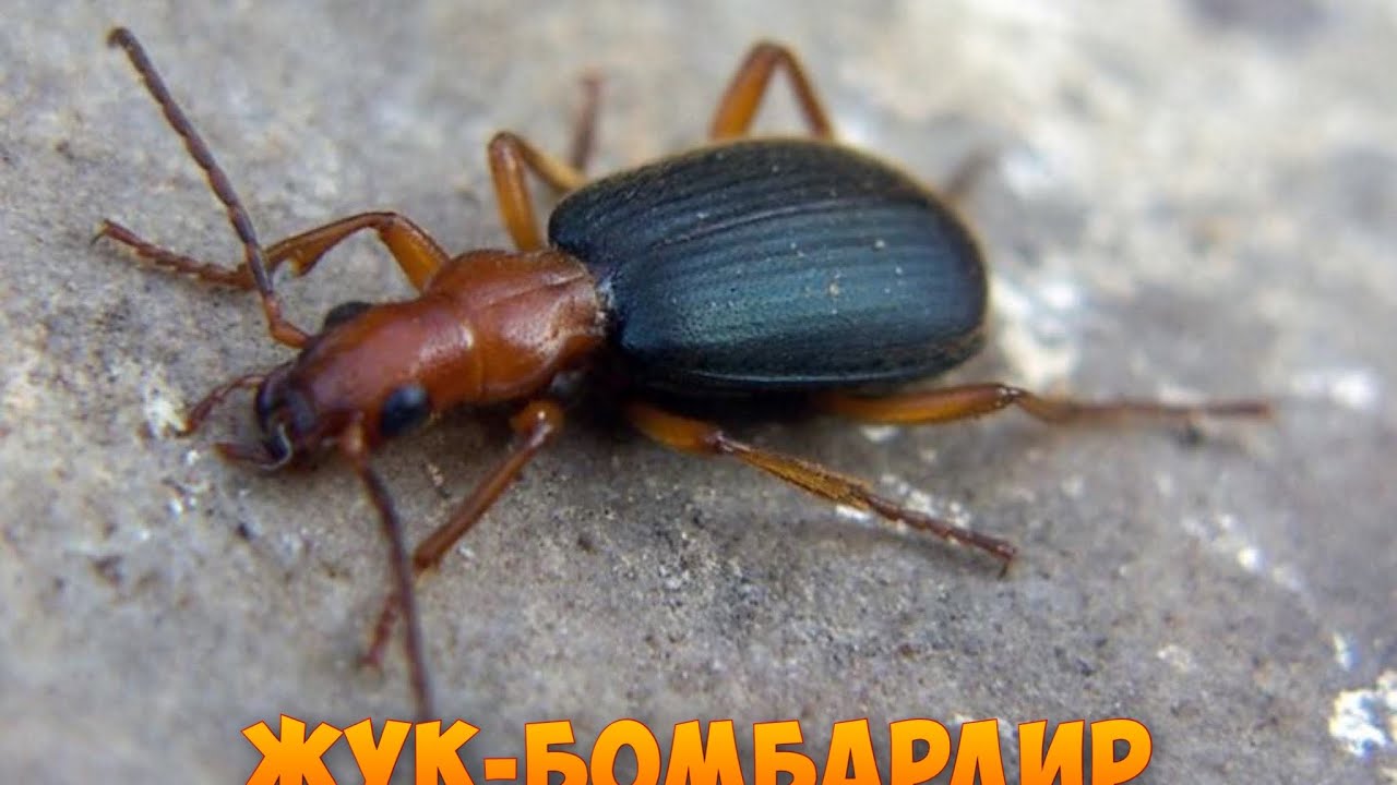 Жуков откуда родом. Жук-бомбардир (Brachinus). Жук бомбардир трескучий. Brachinus crepitans. Жужелица бомбардир.