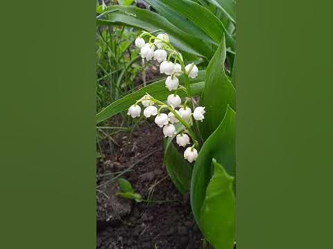 #ландыши - YouTube