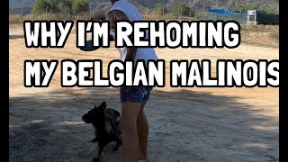 WHY I'M REHOMING MY BELGIAN MALINOIS