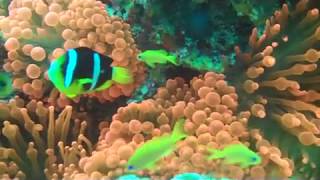 Maldive Fev 2010.Wmv