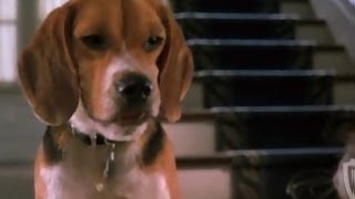 Cats and Dogs - Trailer F1