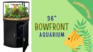 36 Gallon Bow Front Aquarium from Petsmart  | New Setup