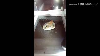 Famous Homemade compressor cloud chamber Profile