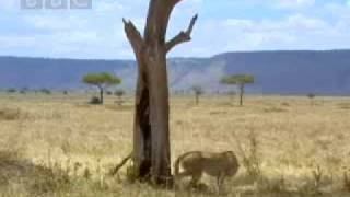 African elephant teaches curious cheetah cubs a lesson - BBC wildlife