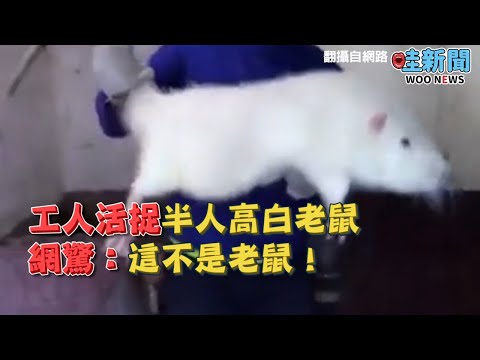 工人活捉半人高白老鼠 網驚：這不是老鼠！