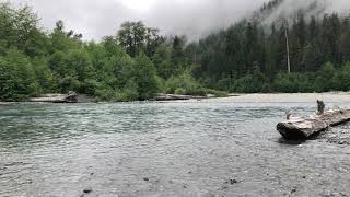 Hoh river at Campground