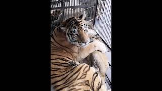 老虎和獅子被關在一個小籠子裡，獅子看起來生病了！#shorts by 寵物大機密 2,256 views 2 years ago 12 seconds