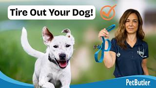 Try These Activities for Big Dogs! | Pet Butler Vet Advice