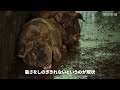 猛暑で悲鳴上げる養豚場　暑さに弱い豚、豚舎の対策に5年前から年間約1100万円　それでも「暑さしのげない」