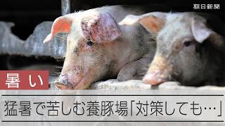 7月、母豚は暑さで死んだ 猛暑に苦しむ養豚農家「廃業も選択肢…」