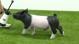 Flatland Showpigs | XB 21-1