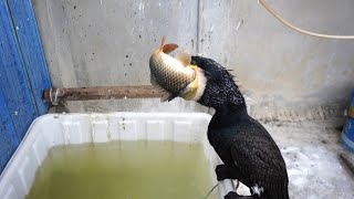 Cormorants Eat A 40Cm Long Carp🐟