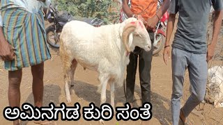 amingada alaga Sheep market update / 11/05/2024