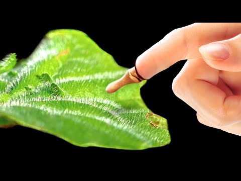 世界最強の毒を持つ植物に手を触れると何が起こるのか 中国新闻 世界最強の毒を持つ植物に手を触れると何が起こるのか 中国新闻