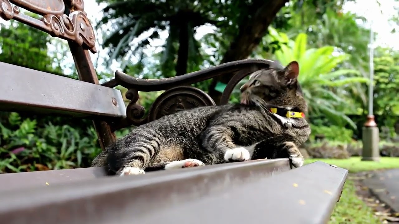 How do cats remember their territory boundaries?