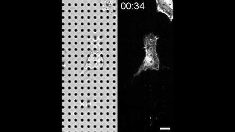Traction force analysis: a migrating cell on a microfabricated pillar array