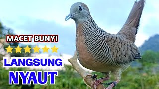 Download lagu Suara Burung Perkutut Paling JOS Untuk Masteran Cepat Nyaut