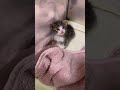 カメラに向かって「キリッ!」としてかわいすぎ【赤ちゃん猫】【保護猫 子猫】