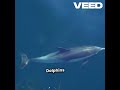 Dolphins: The Ocean's Smartest Predators