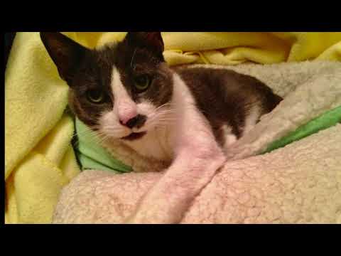 Gigi: Hope after Hoarding