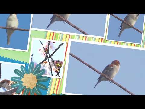 2026.3.29 -3 ニュウナイスズメ