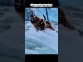“Hungry Bear Tries to Catch Fish… But Fails 🐻🐟😅”