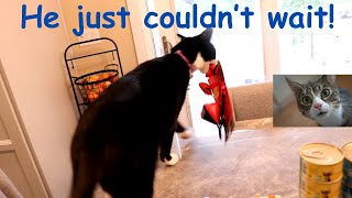 He just couldn't WAIT to play with his new toy! #pets #catvideo