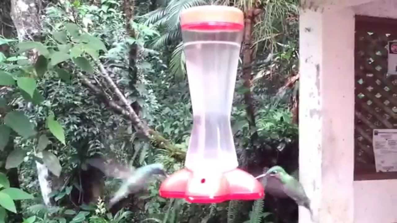 Habitat Fragmentation in the Rainforest YouTube