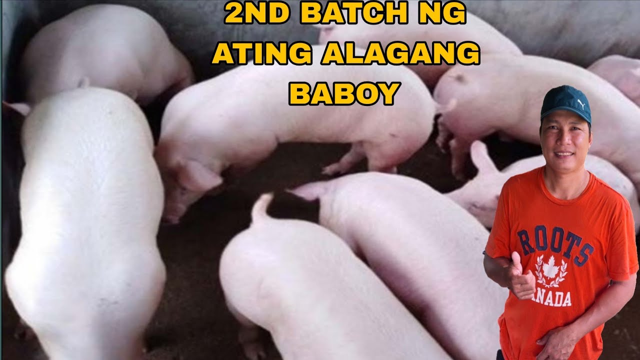 HARVEST NG 8 BABOY MAGKANO ANG TINUBO?.