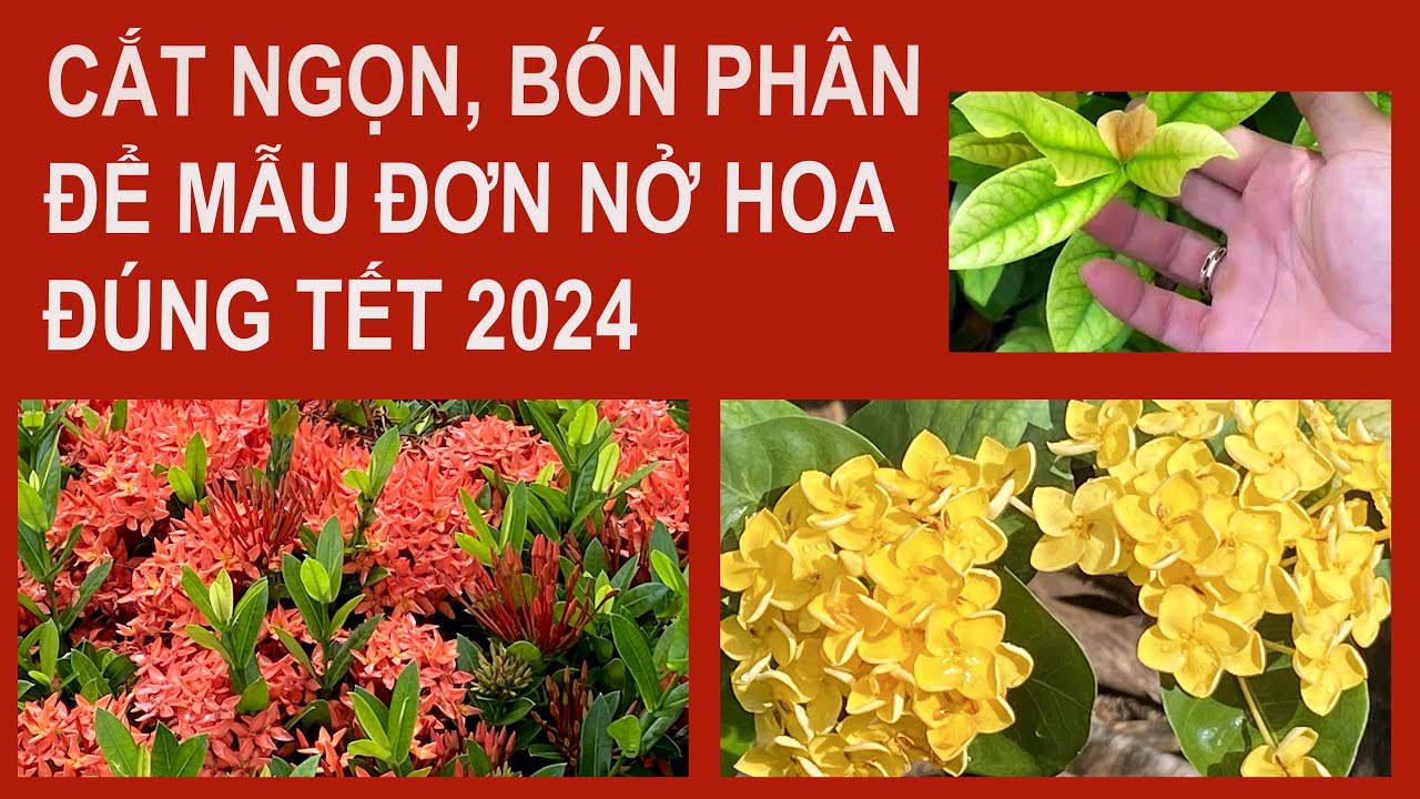 Пионы, обрезка и удобрение — как наиболее эффективно встретить Лунный Новый год 2024.