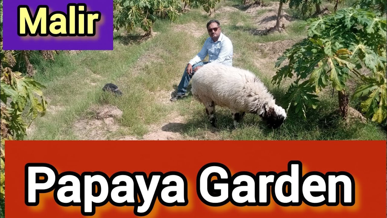 Papya garden پپیتا #papya #garden #enzym #fiber #viralvideo #karachi #shahmir #gadaptown #fruit 