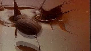 Hershey's Symphony Commercial