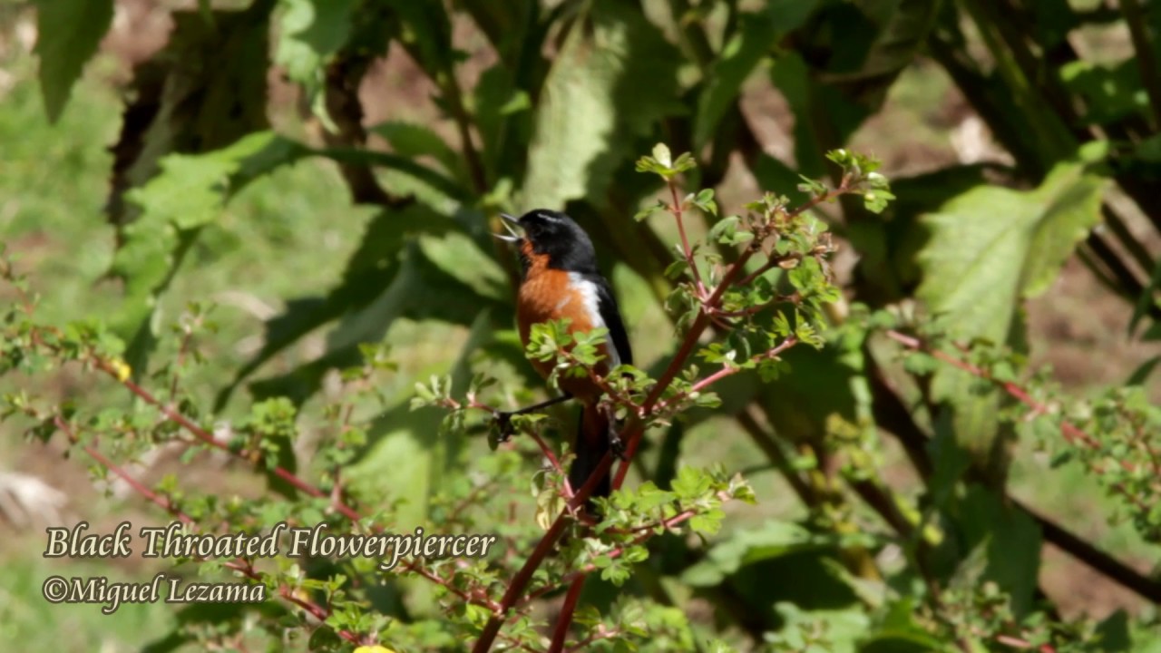 Black-throated Flowerpiercer - Birding in Peru - Bird tour Peru