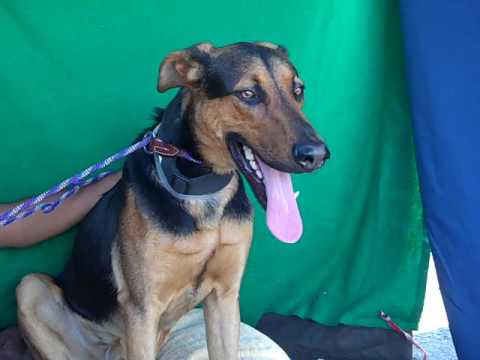 Rip A5084520 Sleepy Hound German Shepherd Puppy You German Shepherd Puppy