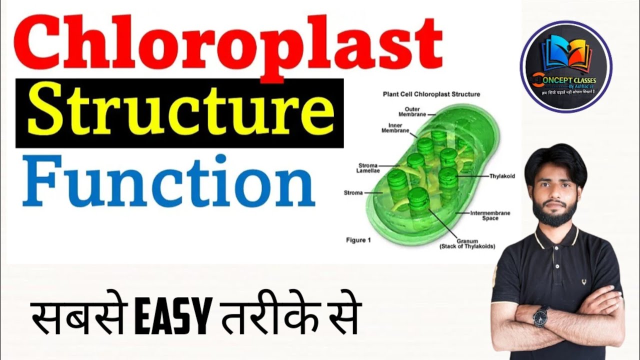 Chloroplast Structure and function | Cell unit of life | Biology | NEET ...