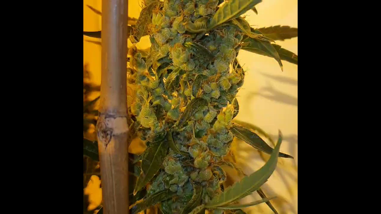 Silver Nevil S1 Feminized seed