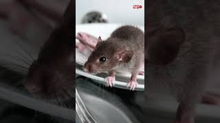 MLIPUKO WA HANTAVIRUS WATIKISA MELI YA KITALII BAHARI YA ATLANTIKI, WATU WATATU WAFARIKI
