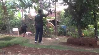 Spring Pole Exercise For Pitbull