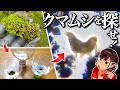 凄い生物「クマムシ」をその辺のコケから探し出せ！【自由研究】【夢】